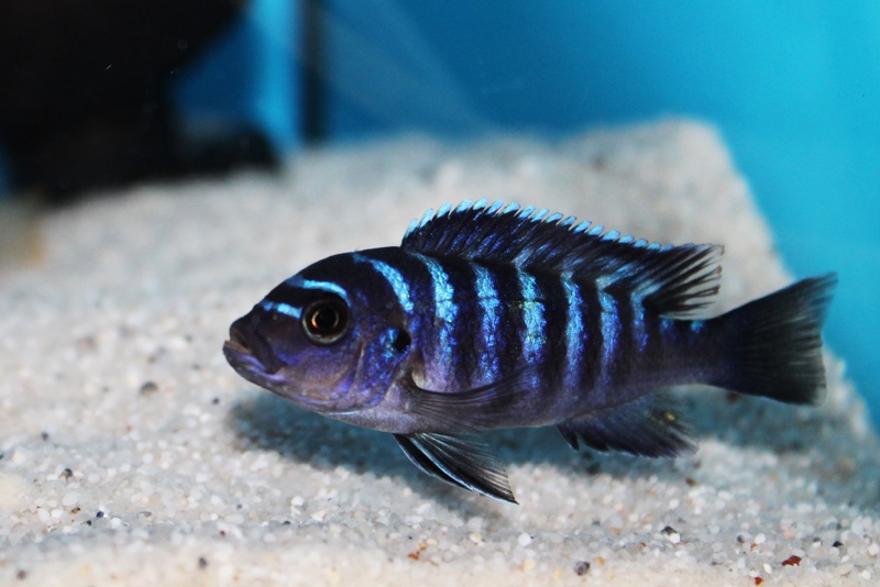 Maylandia sp. 'dolphin' Manda